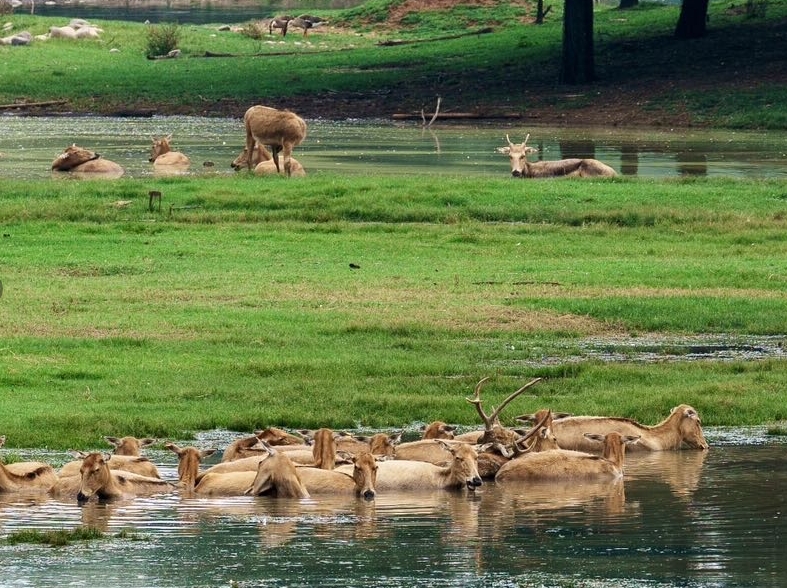 北京南海子公園