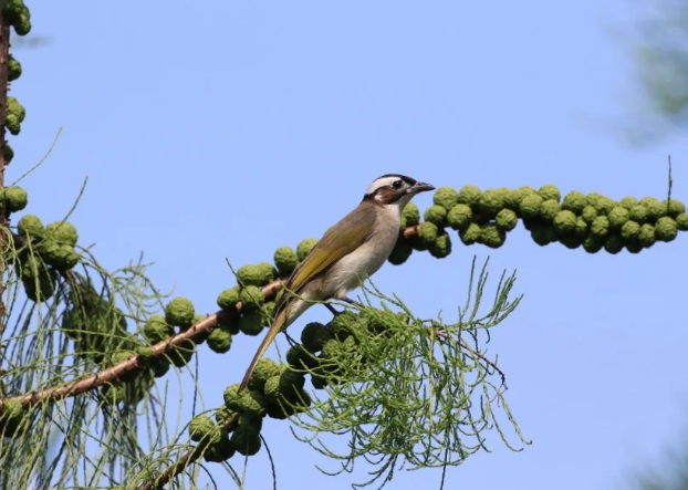 東莞華陽(yáng)湖濕地公園