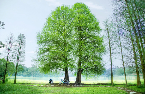 良鳳江國家森林公園2.jpg