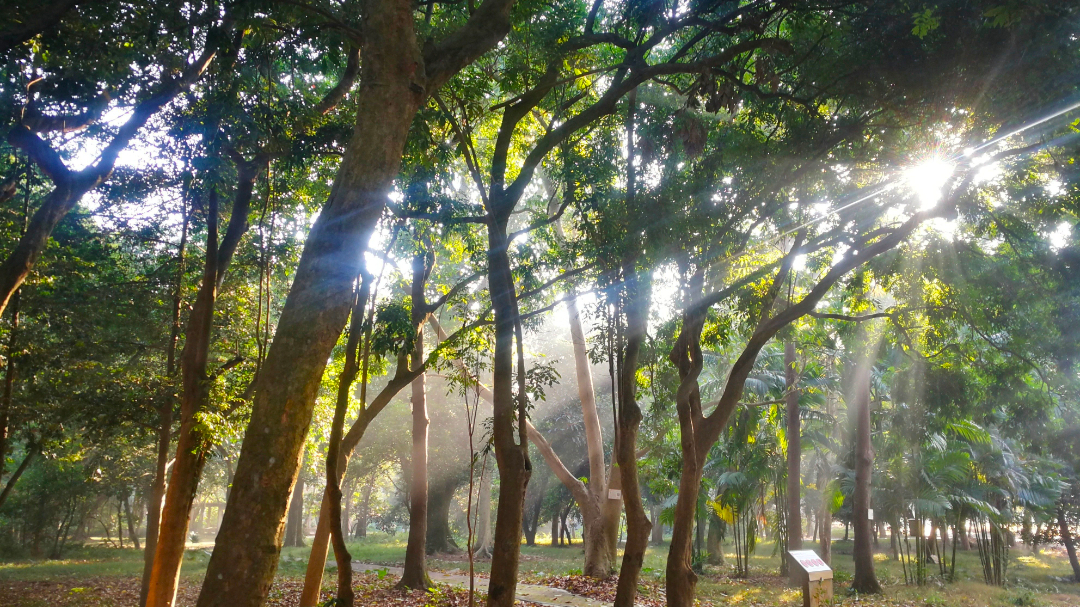 良鳳江國家森林公園