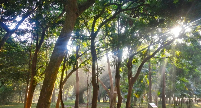 良鳳江國(guó)家森林公園