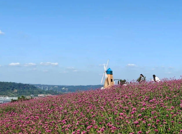 宜賓彩山四季花海