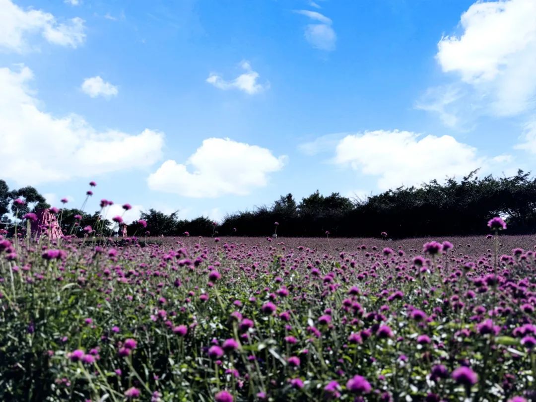 宜賓彩山四季花海