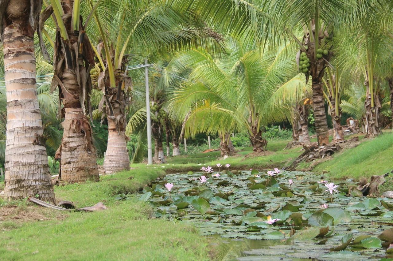 西雙版納熱帶花卉園