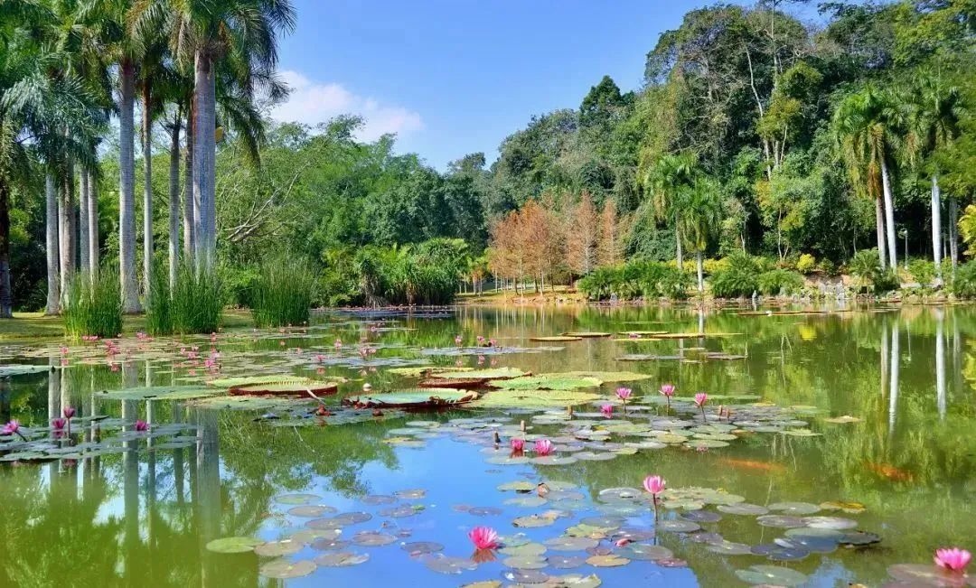 西雙版納熱帶花卉園2.jpg