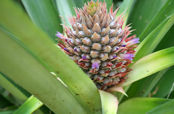 西雙版納熱帶花卉園1.jpg