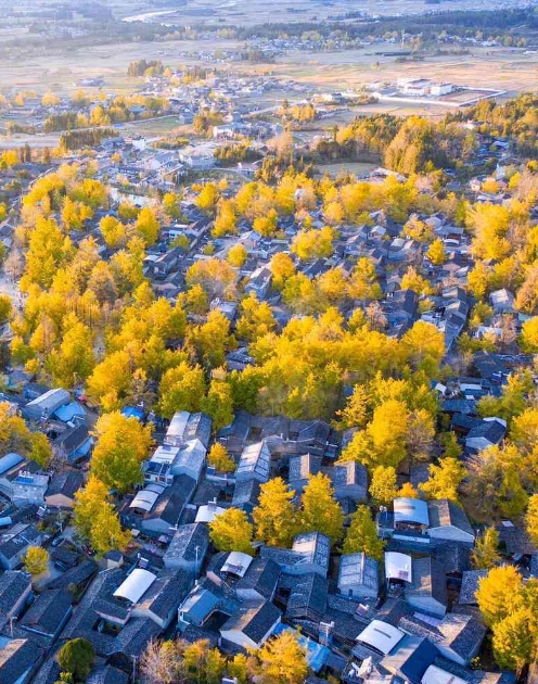 騰沖銀杏村