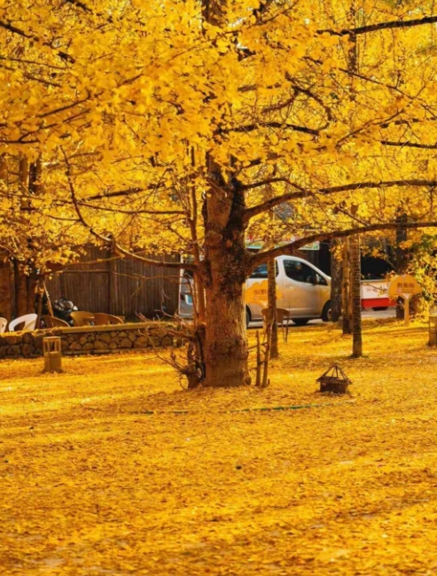 騰沖銀杏村