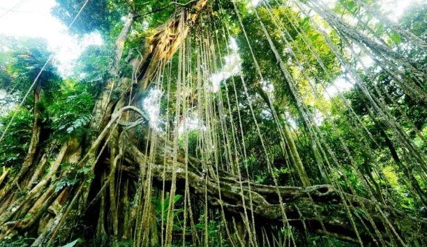 海南百花嶺