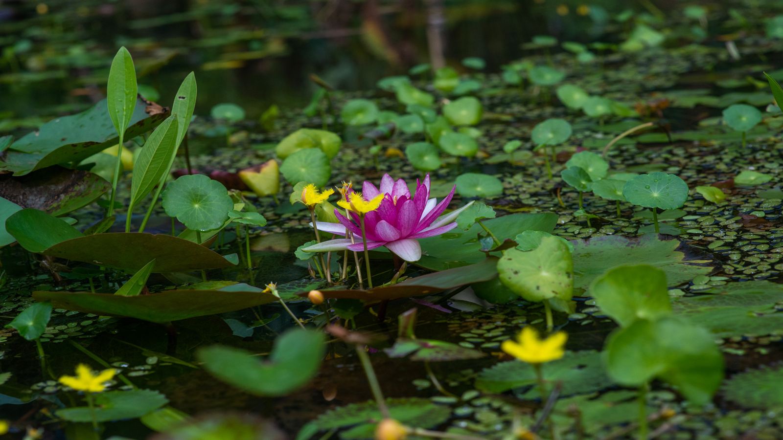 清遠(yuǎn)鼎福私家花園