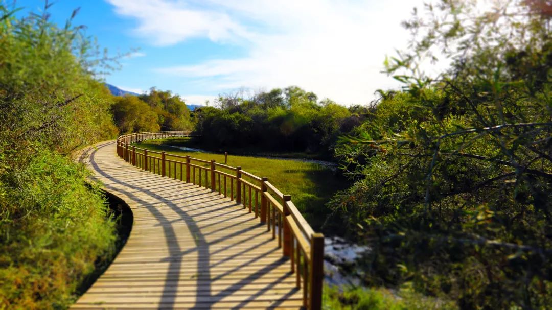 沙棘林濕地公園景區(qū)