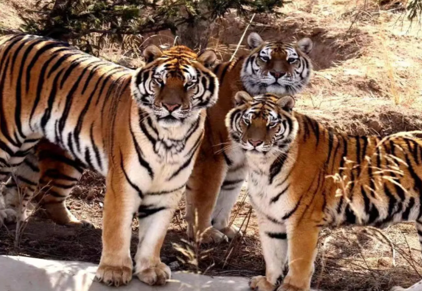 西寧野生動物園