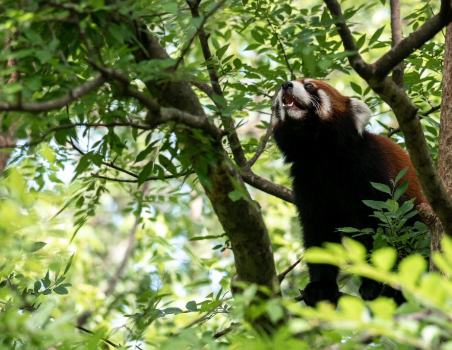 西寧野生動物園