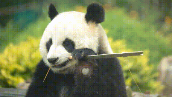 大連森林動物園摩天輪