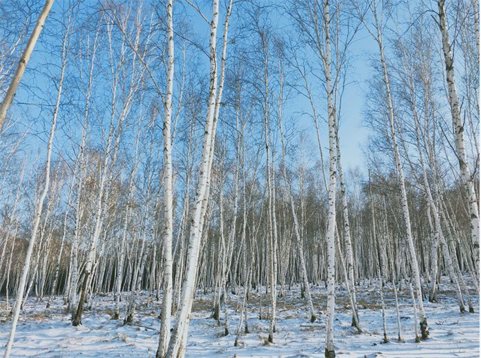 伊春九峰山滑雪場(chǎng)