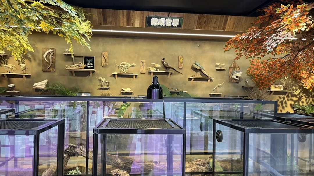 佛山活體昆蟲博物館1.png