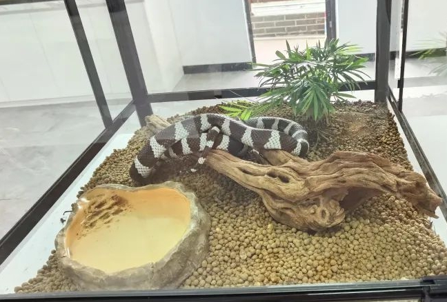 佛山活體昆蟲(chóng)博物館2.jpg
