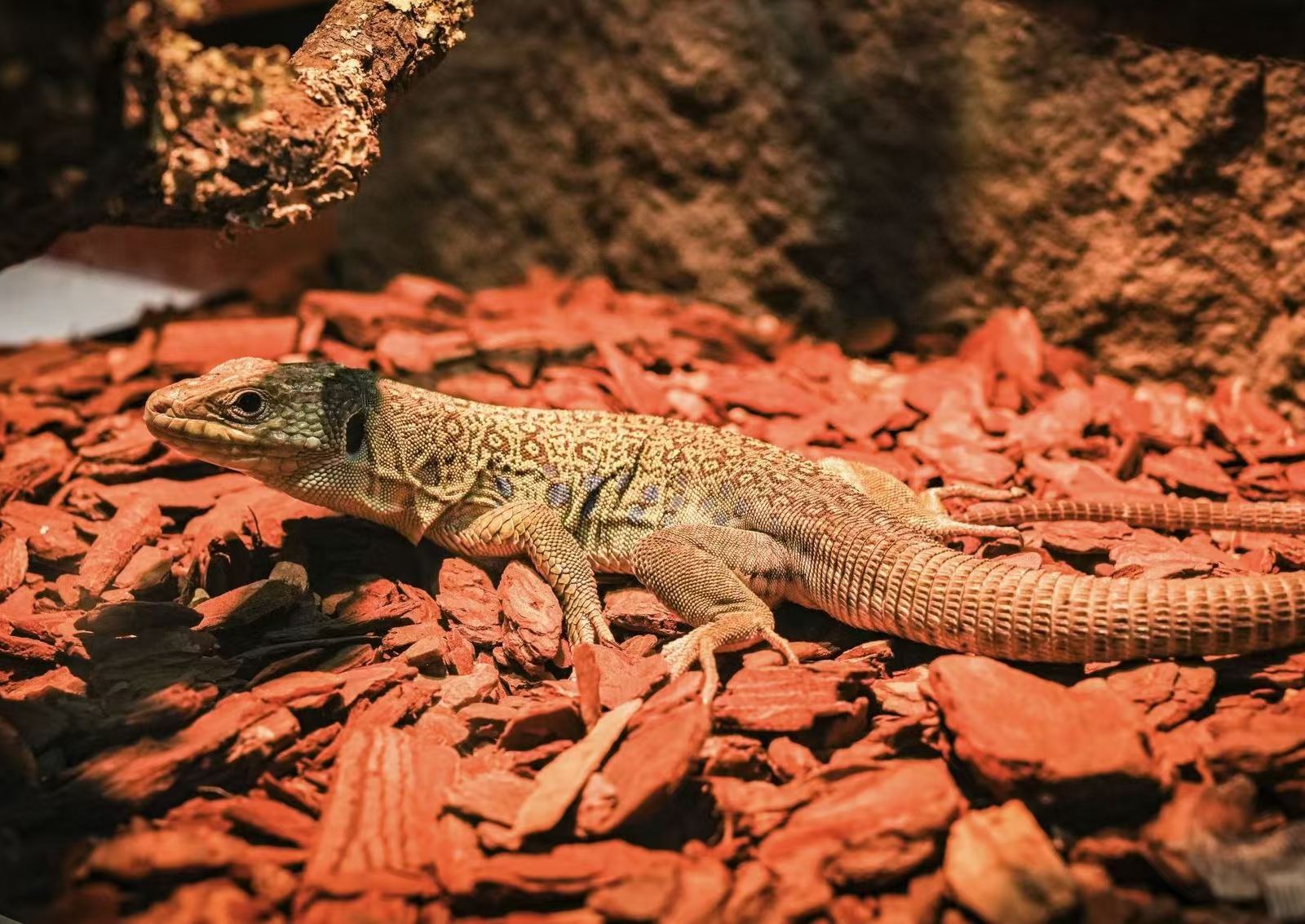 深圳全息動物園