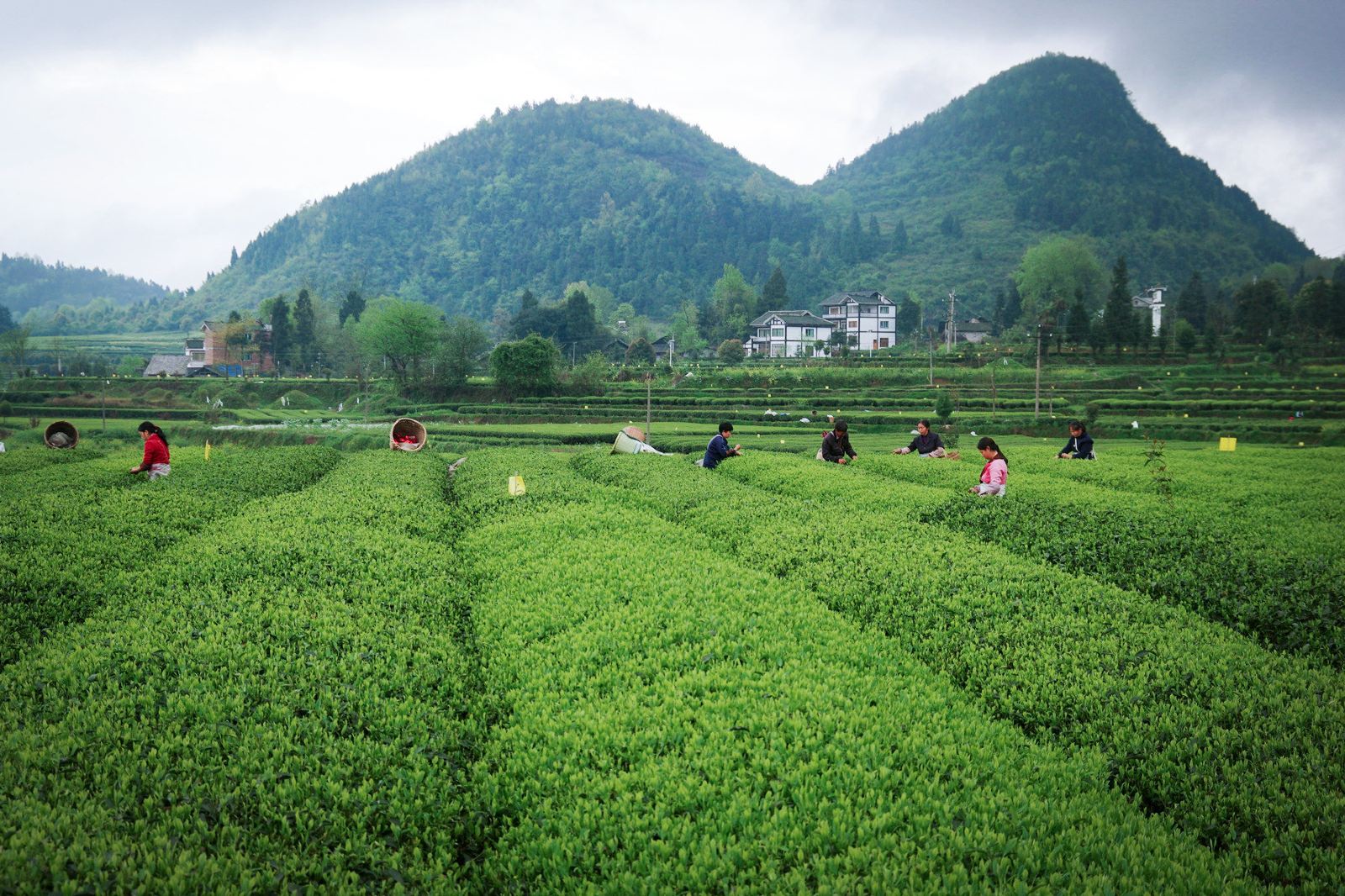 遵義茶海之心景區(qū)