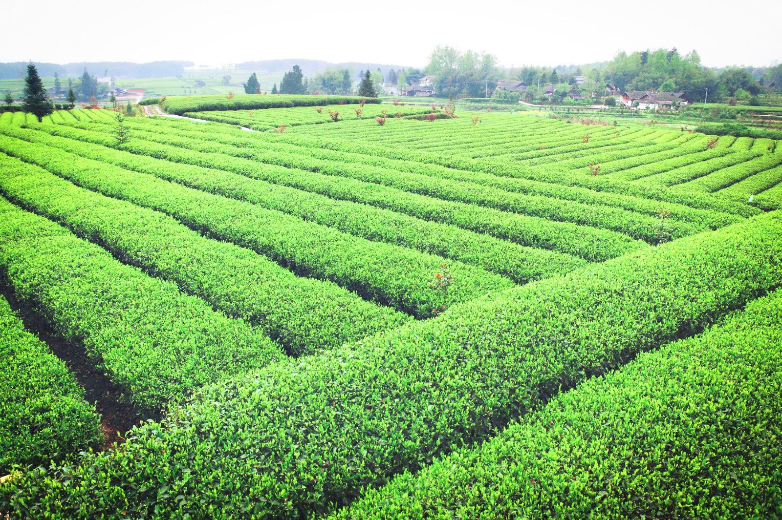 遵義茶海之心景區(qū)