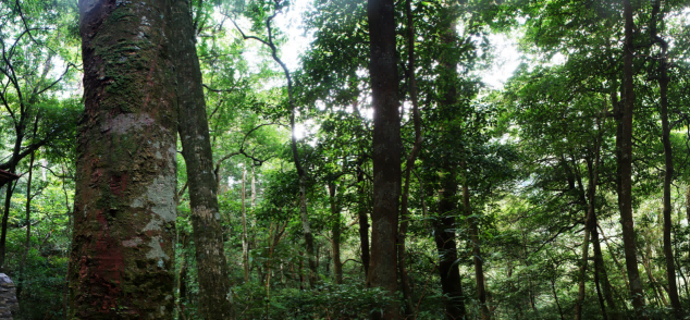 金秀銀杉森林公園