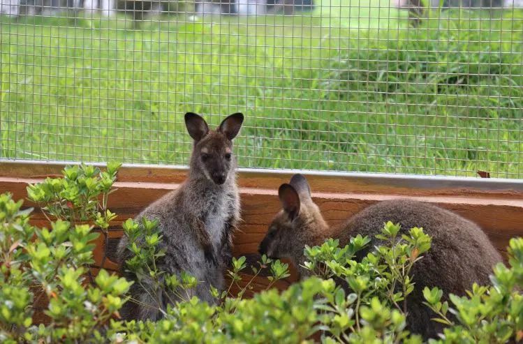 日照歡樂動物樂園3.jpg