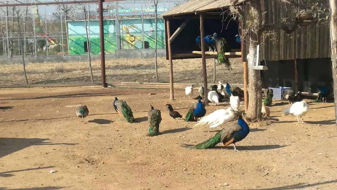 日照歡樂動物樂園1.jpg