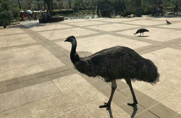 日照歡樂動物樂園.jpg