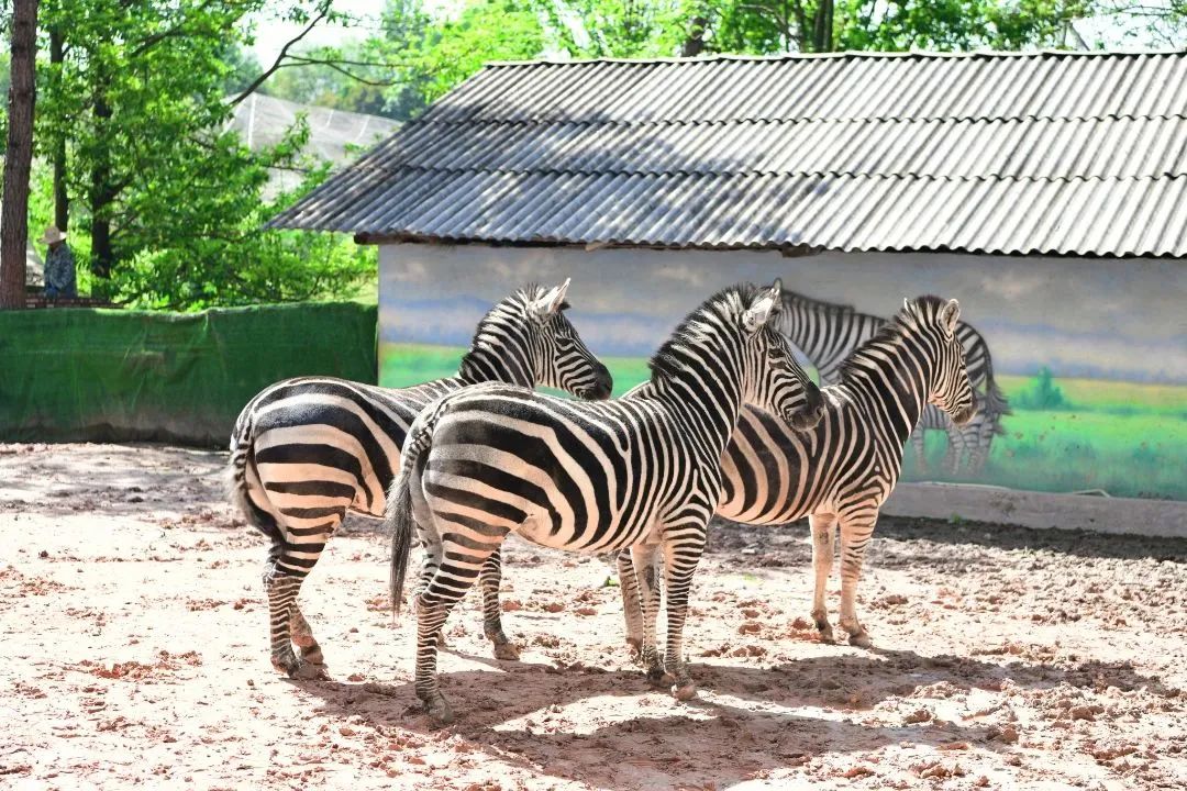 贛州森林動(dòng)物園