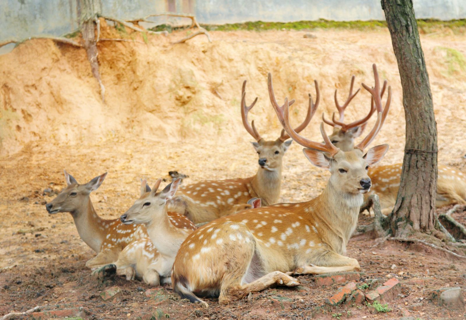 贛州森林動(dòng)物園