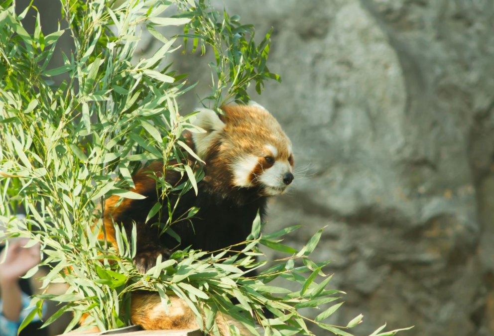 非洲獅