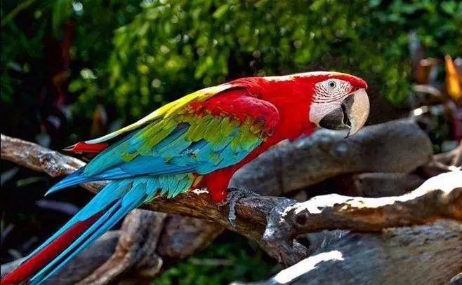 東莞香市動(dòng)物園