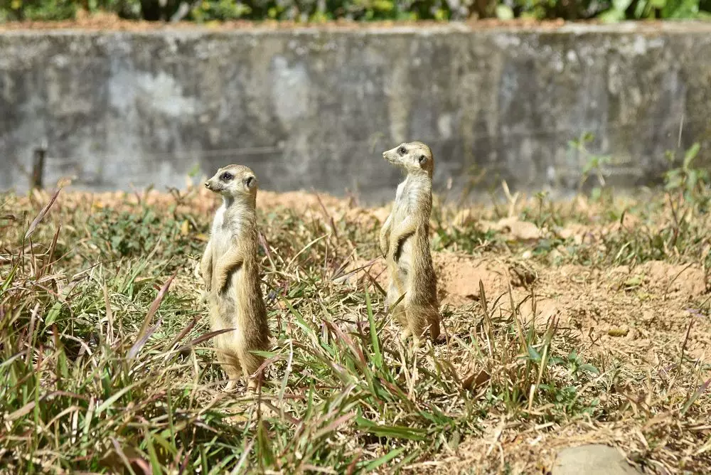 東莞香市動(dòng)物園