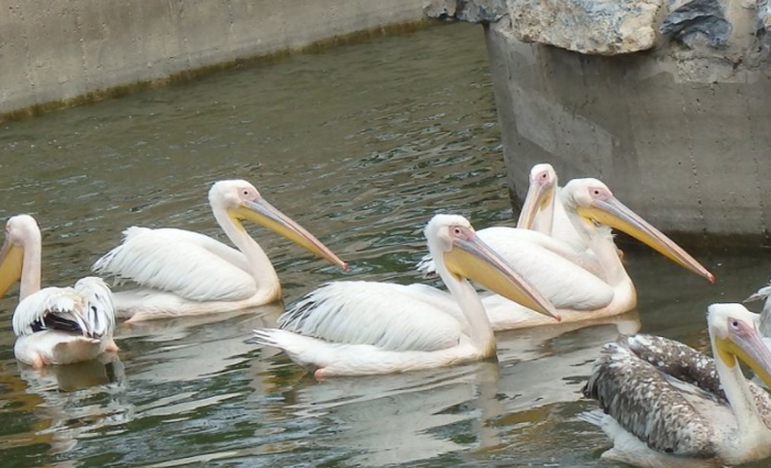 北京野生動物園