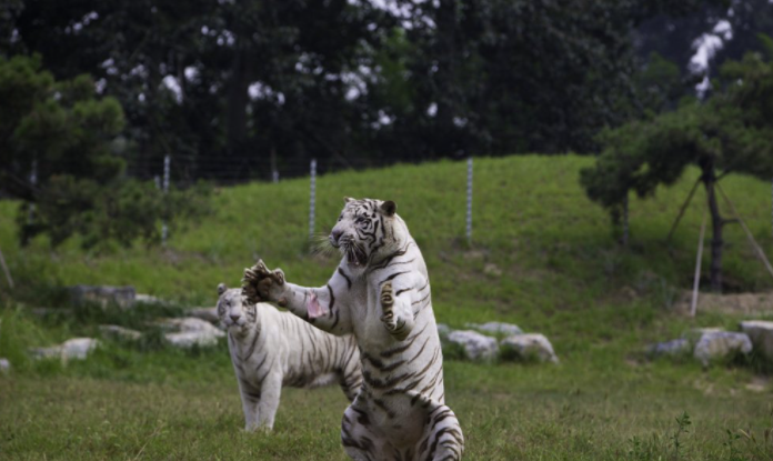 北京野生動物園