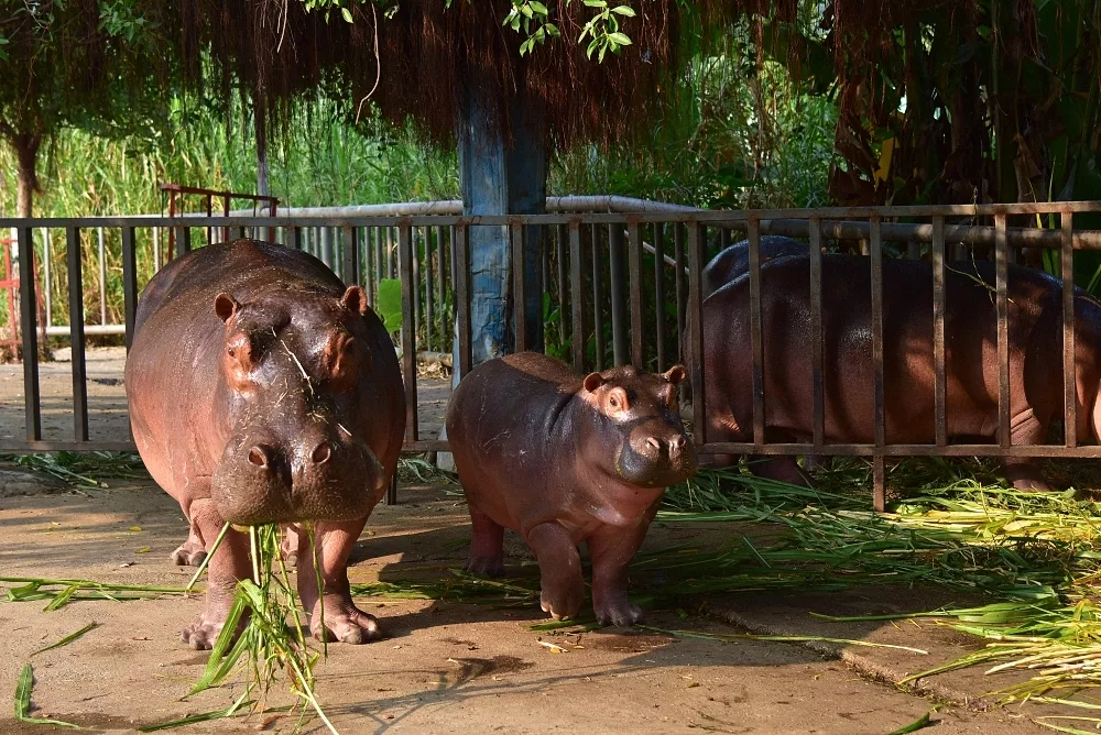 東莞香市動(dòng)物園