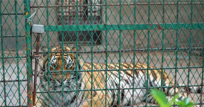 濮陽市中心動(dòng)物園