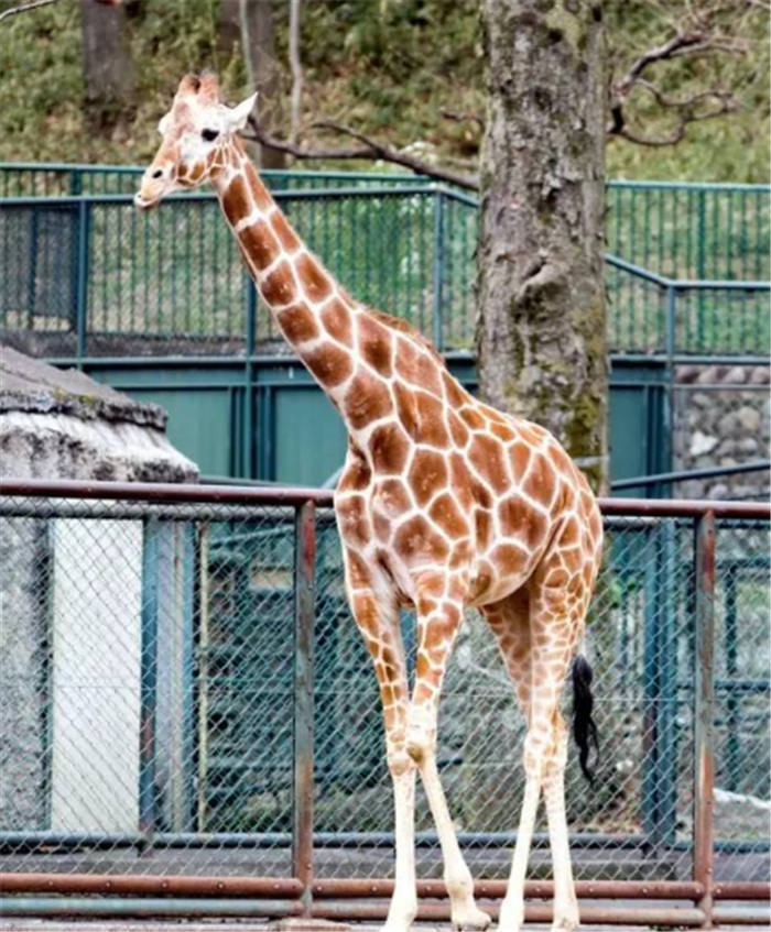 濮陽市中心動物園