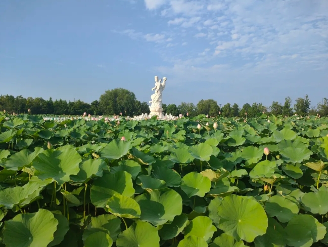 中原荷花博覽園