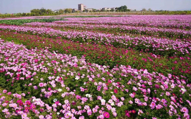 三坑溫泉花海