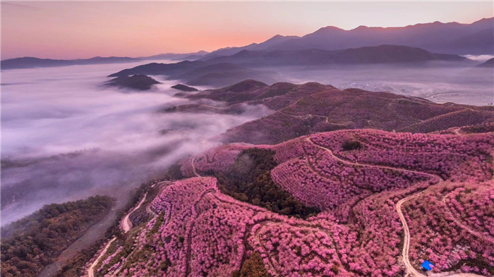 清流赖坊樱花园