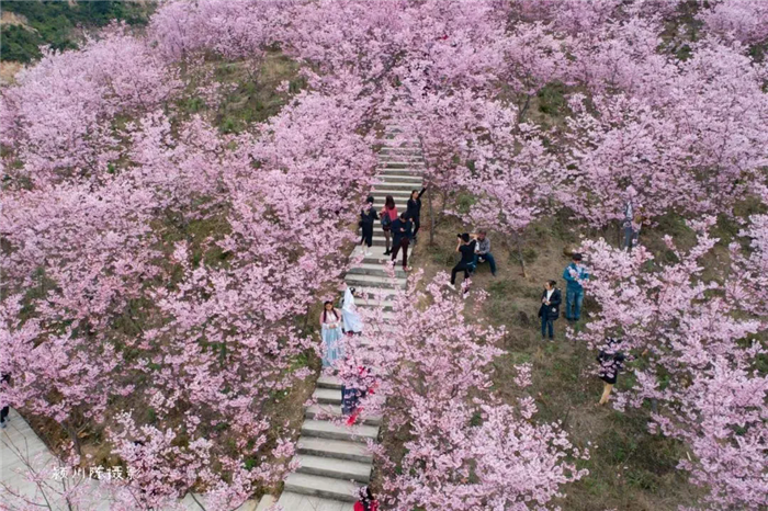 清流賴坊櫻花園