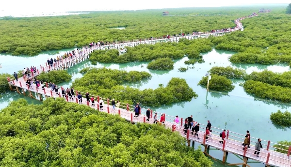 北海紅樹林愛趕海