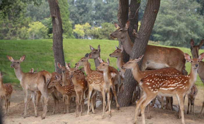 北京野生動物園