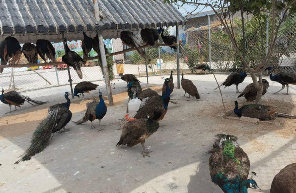 亳州野生動(dòng)物園