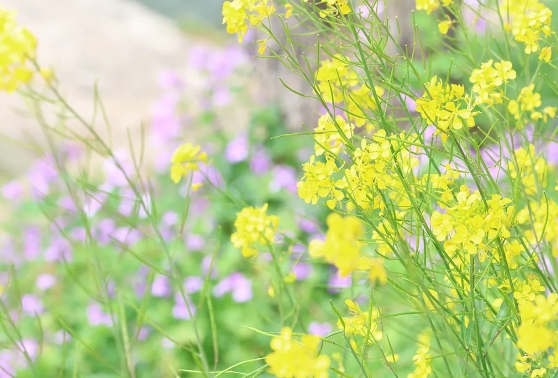 永川區(qū)十里荷香