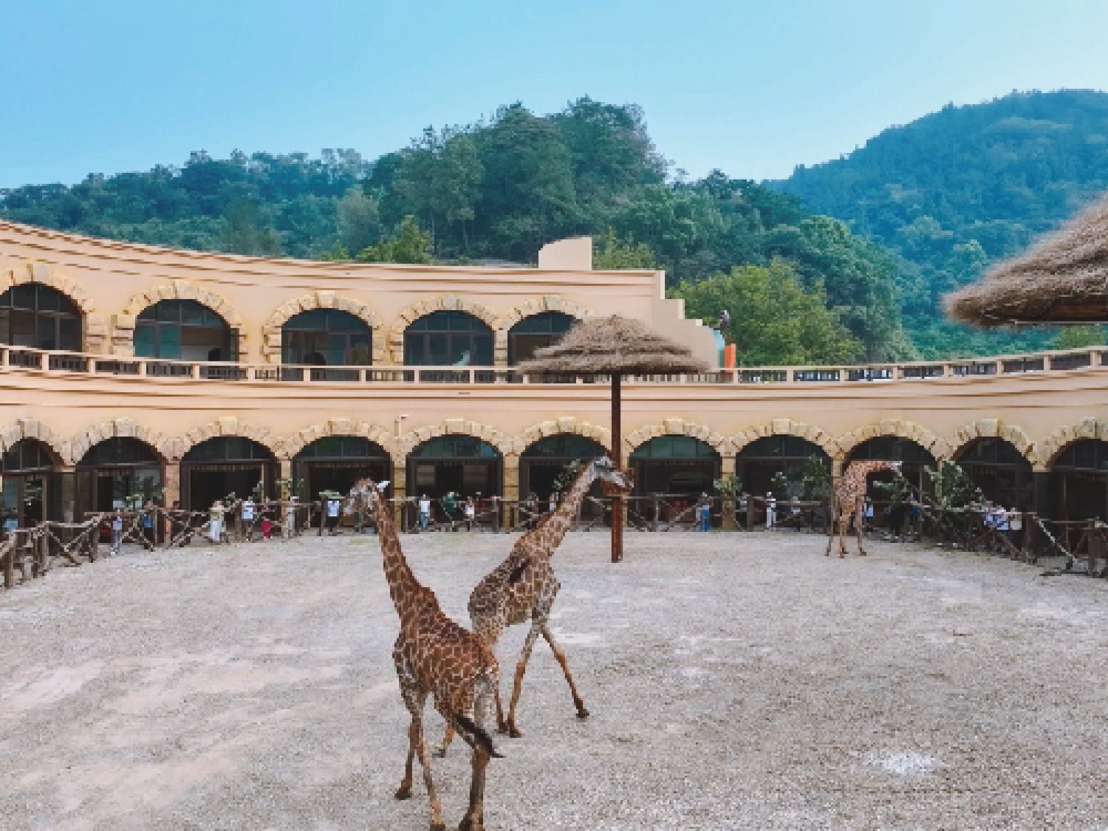 三峽長(zhǎng)頸鹿樂園