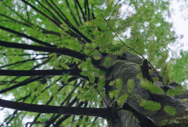 井岡山植物園