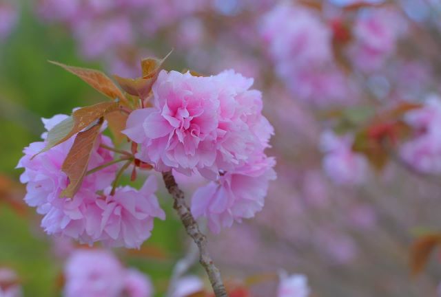 井岡山植物園