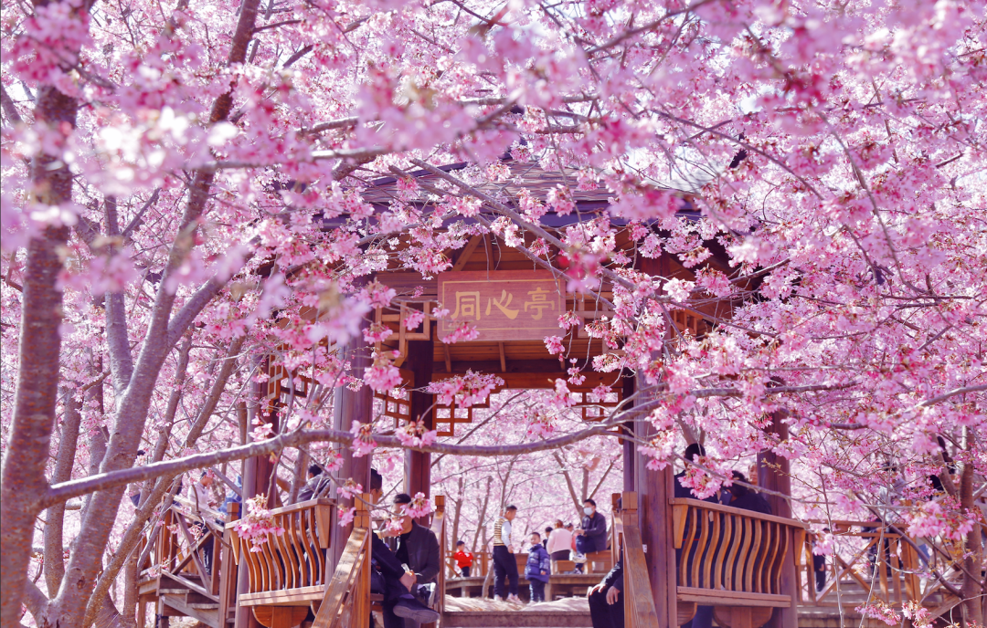 大田屏山仙居山櫻花園